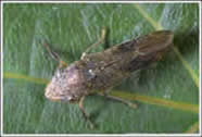 GWSS on leaf